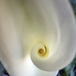 Unexpected but Happy 3 A calla lily bloomed unexpectedly blossomed today in the unseasonably almost-hot weather today. It was most welcome.