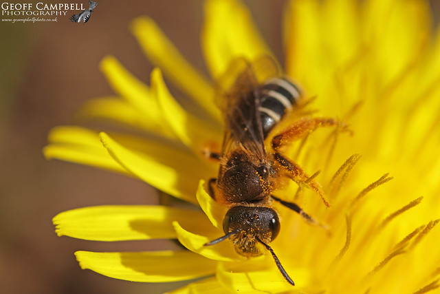 Halictus rubicundus (Orange-legged Furrow-bee)