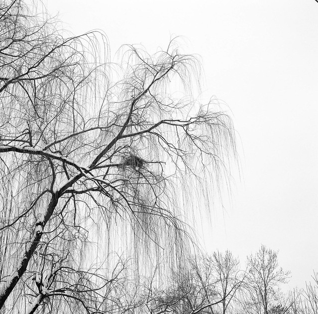 Weeping Willow in Snow