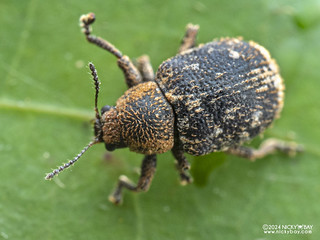Leaf beetle (Demotina sp.) - P3103247
