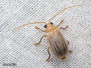 Leaf beetle (Chrysomelidae) - P3102985