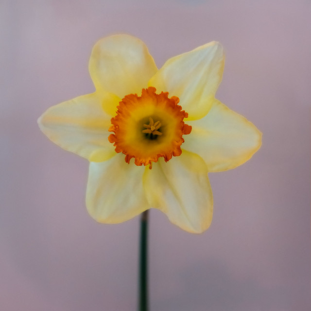 A Third Daffodil