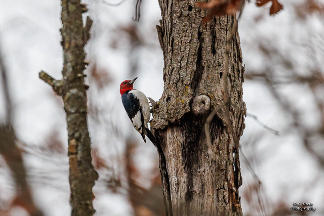 Red-Headed Woodpecker (2024-01-05 #10)