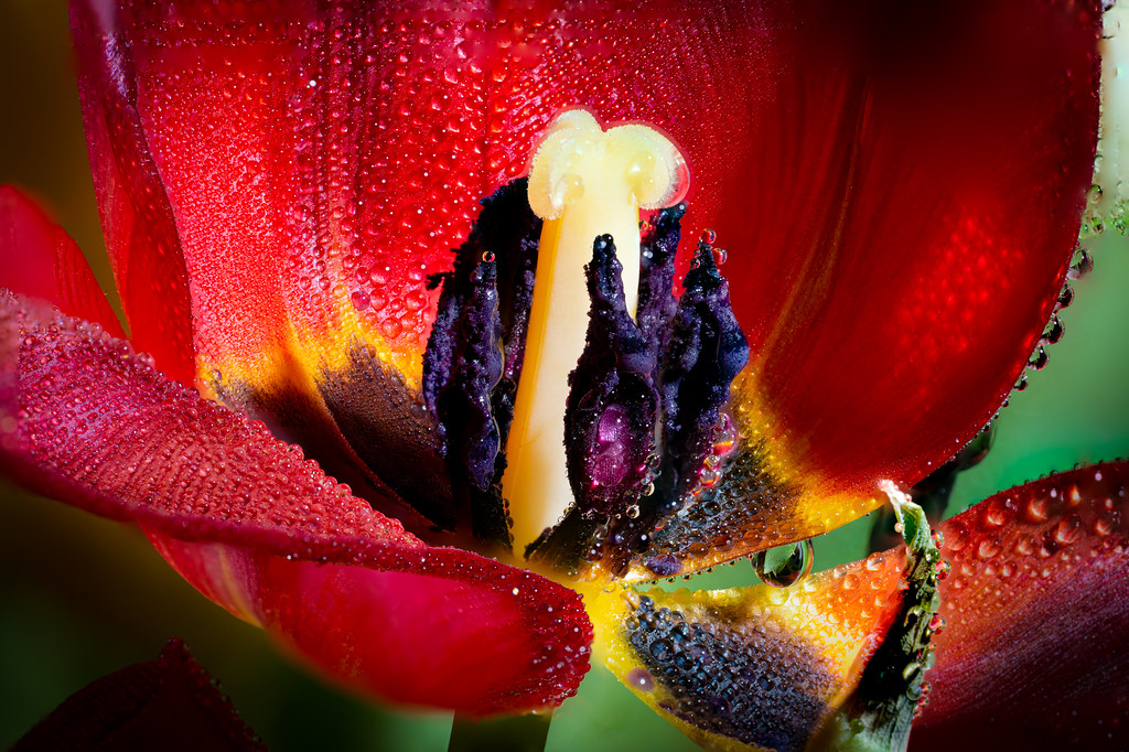 Inside the red tulip - My entry for todays 