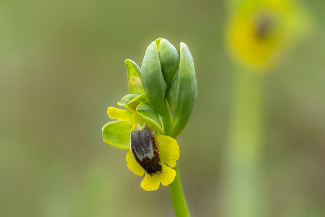 Yellow-bee orchid - Ophrys jaune - Ophrys lutea - Abejera amarilla - Abellera groga