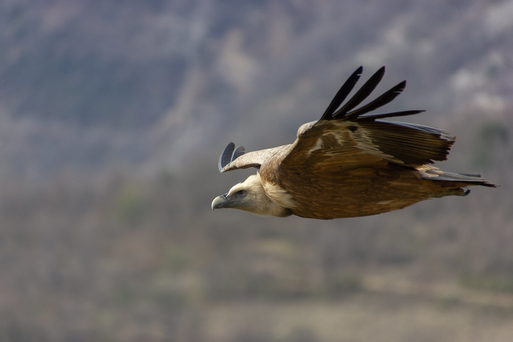 Vautour Fauve / Griffon Vulture / Gyps Fulvus