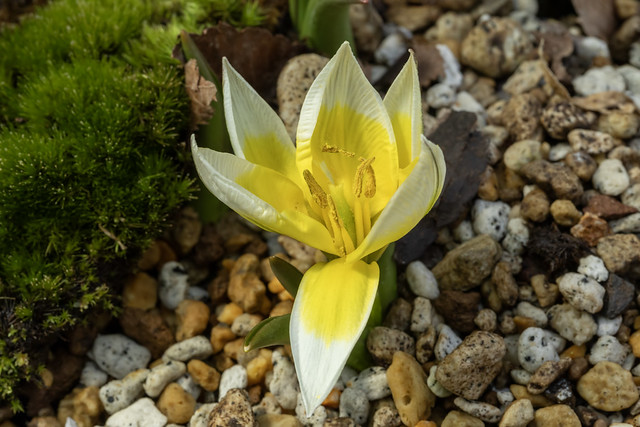 Tulipa urumiensis  ツーリパ・ウルミエンシス