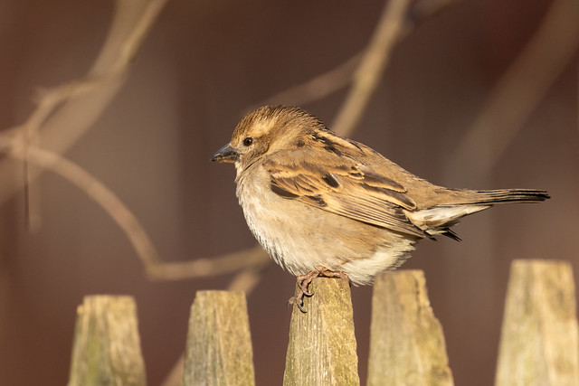 Sparrow in the Light