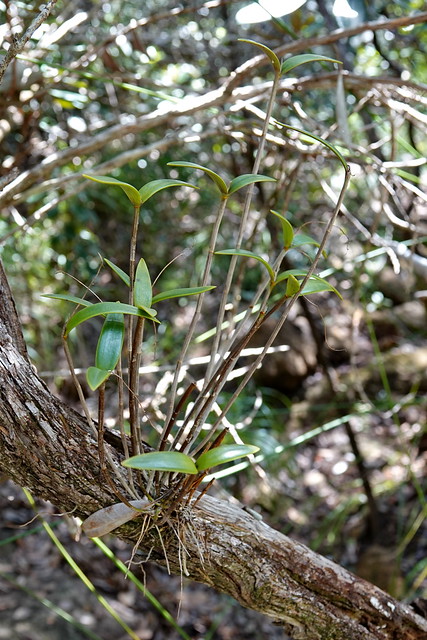 Dendrobium odontochilum