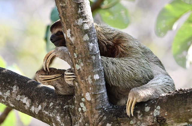 Three-toed Sloth, in Manuel Antonio, Costa Rica.