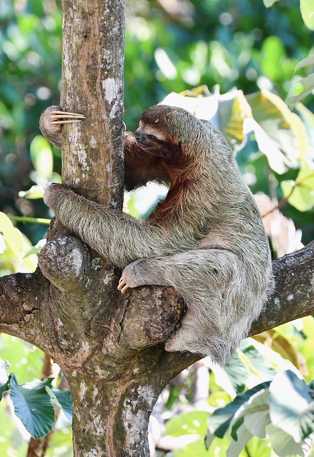 Three-toed Sloth, in Manuel Antonio, Costa Rica.