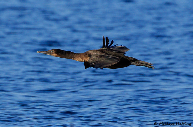 Immature Brandt's Cormorant (Urile penicillatus) in flight - Point Roberts, WA