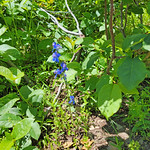 2023.06.21_12.18.57 Twolobe larkspur (Delphinium nuttallianum), Buttercup family (Ranunculaceae).
Hobble Creek Canyon, Utah County, Utah.
