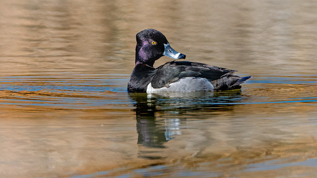 Over the Shoulder, Ring-necked Duck (Aythya collaris), Bosque Ponds, Tingley Beach Nature Preserve, Albuquerque, New Mexico USA