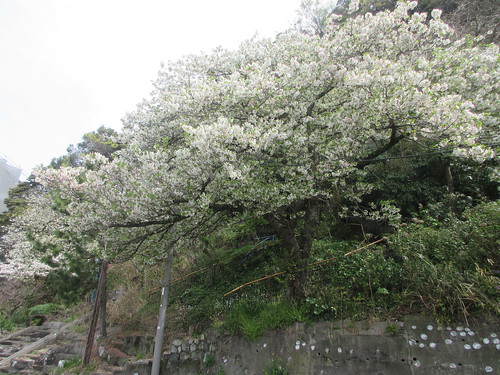 04）　写真03-1）右端の桜。　＿ 24.04.07B 鎌倉” 元 私立材木座幼稚園 ” 跡地の桜