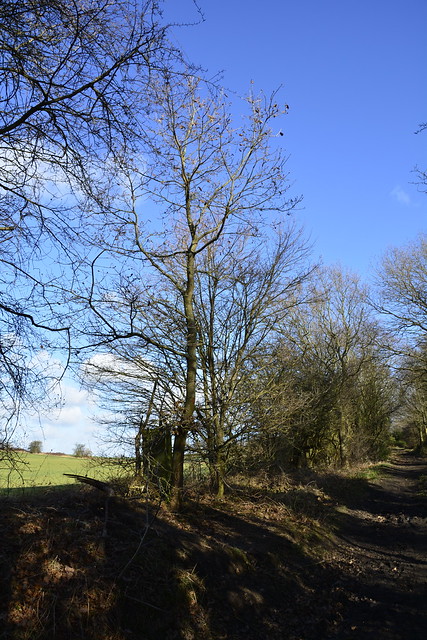 Horncastle Farm to Anglers Country Park (309)