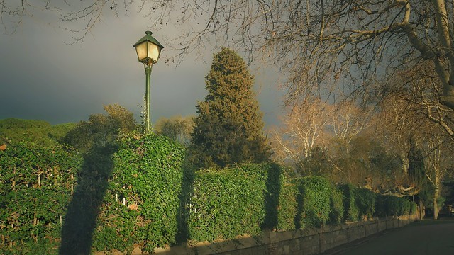 fence with hedge