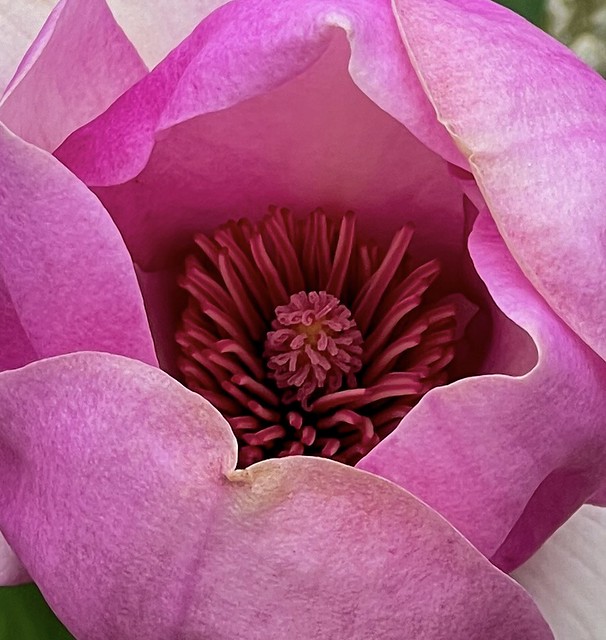 Magnolia flower - LCoF