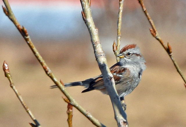 Hey, American Tree Sparrow, time to fly back to the tundra