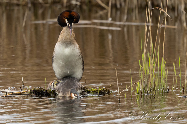 Great Crested Grebe-7525