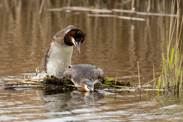 Great Crested Grebe-7516