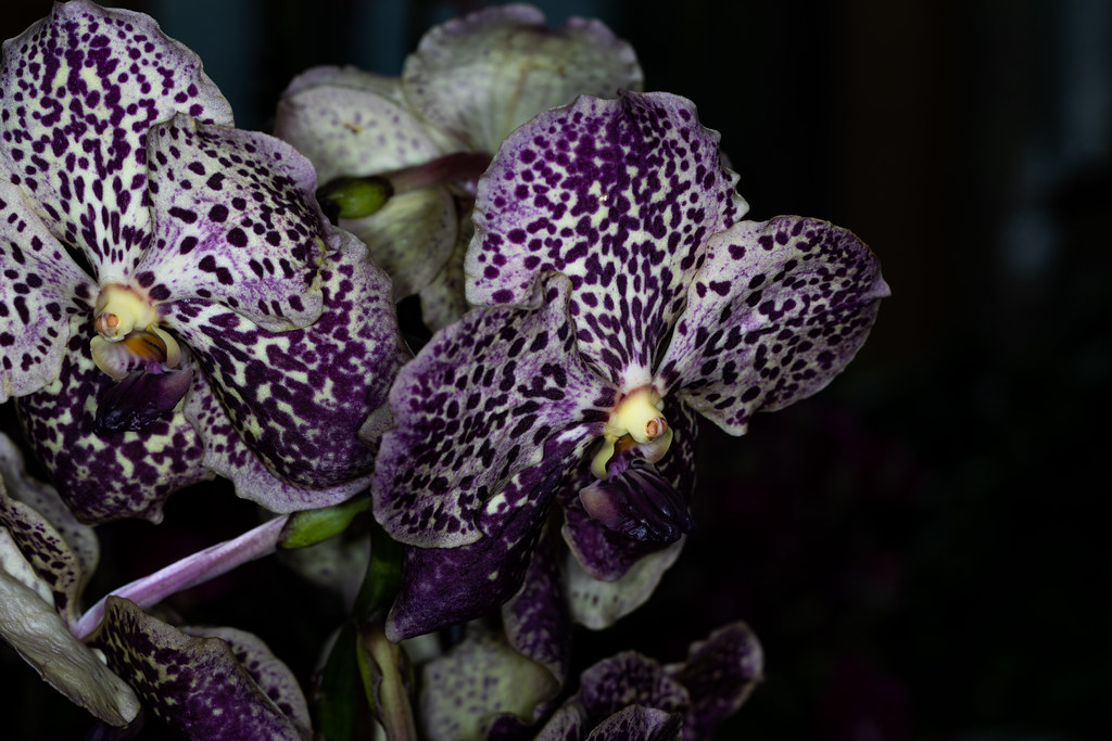 Orchideenmesse