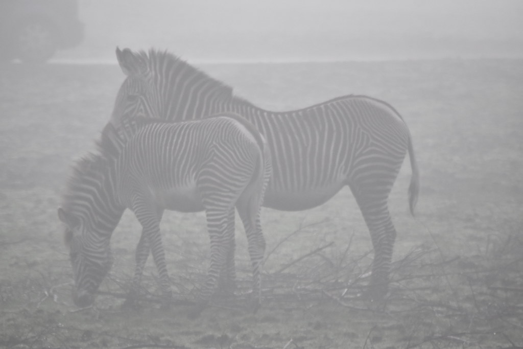 Zebras in the Mist
