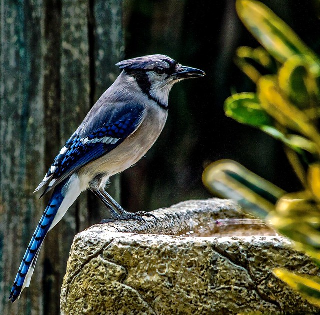Birdbath Blue (3)