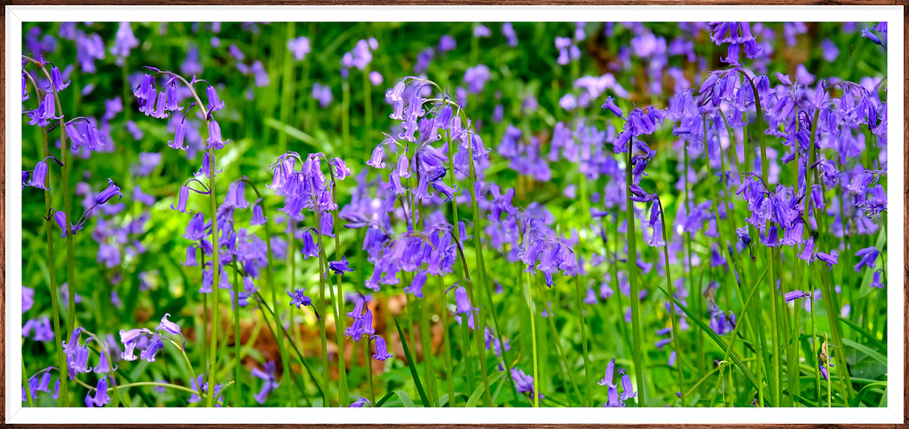 Beautiful English Woodland Bluebells