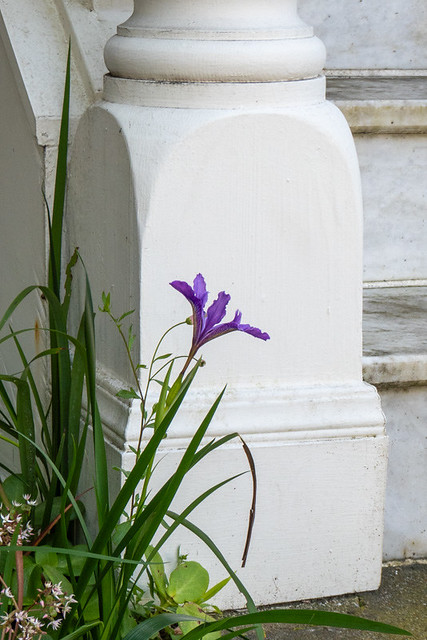 Douglas Iris in front of a Victorian house