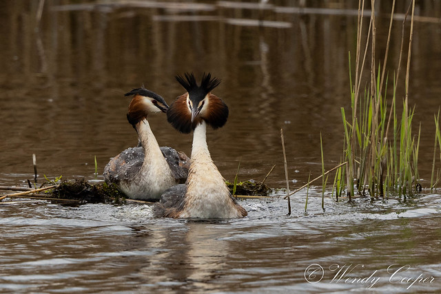 Great Crested Grebe-7526