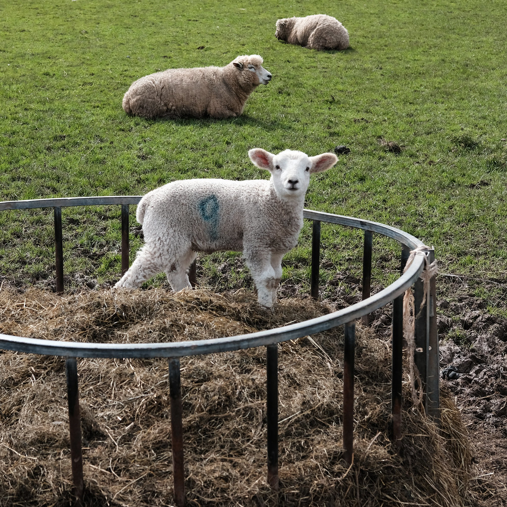 A photo of a lamb standing on top of some hay in a metal circular feeder. It has the number 9 sprayed on its side in blue. Two sheep are lying on the grass in the background. The lamb is looking at the camera and looks very cute.