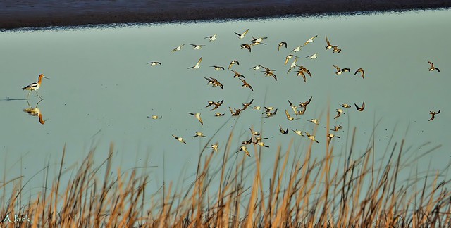 Birds Over Water_Reflection_dgp_pe