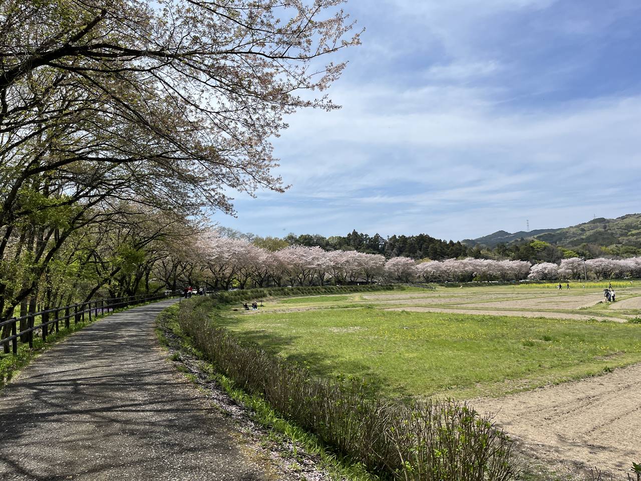 【高麗】巾着田 満開の菜の花と桜 春のハイキング