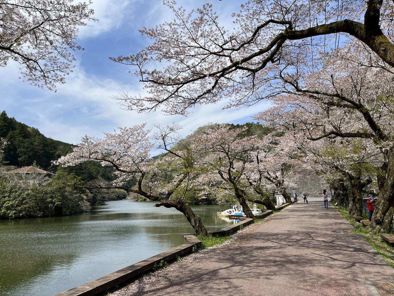 【奥武蔵】鎌北湖 満開の桜咲く 春の登山