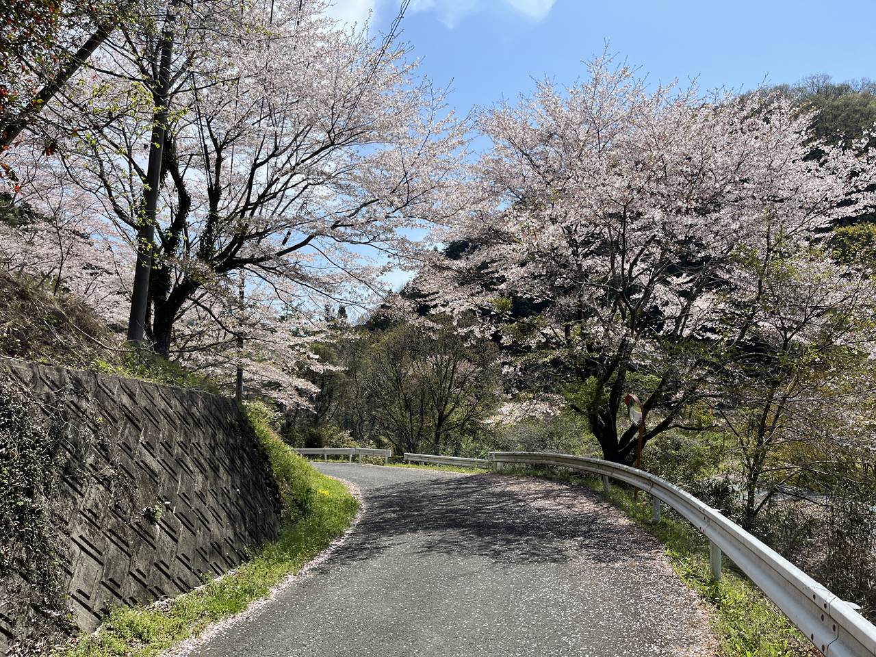 【奥武蔵】鎌北湖 満開の桜咲く 春のハイキング