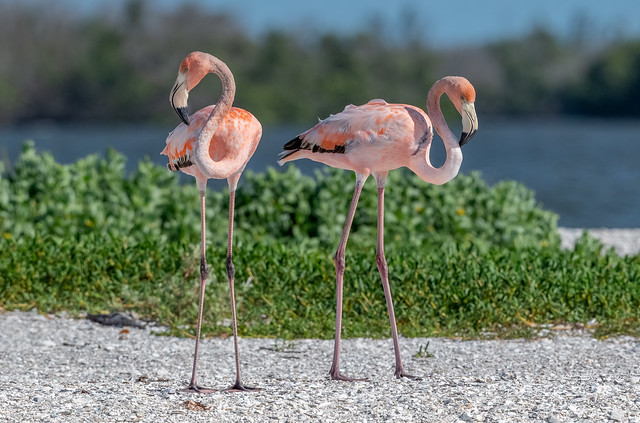Juvenile Flamingos