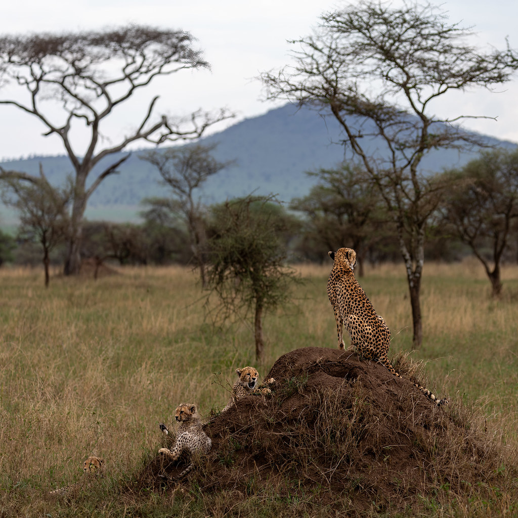 Cheetah (jachtluipaard) | Serengeti | Tanzania