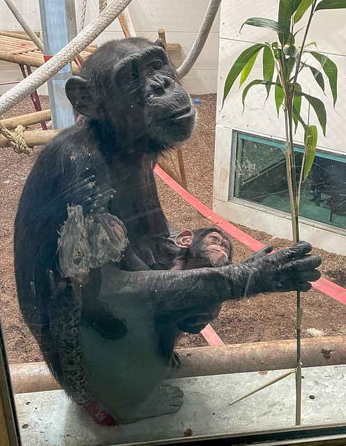 13065 Chimpanzee Mother and Baby