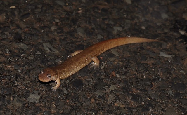 Northern Dusky Salamander, Bucks County, PA, USA, April 2024