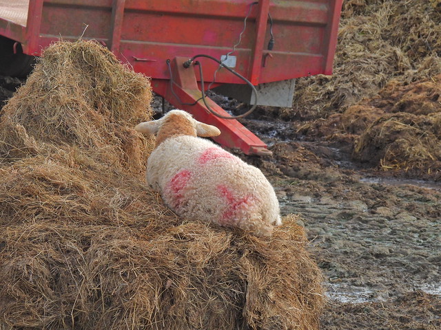 Sheep, Mountain Road Farm, Mountain Road, Upper Cwmbran 13 April 2024