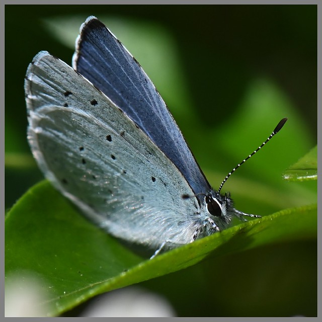 Holly Blue Butterfly on Orange Blossom Leaf - Saturday 13th April 2024