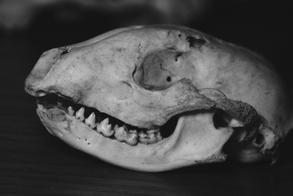 A Toothy Smile [104/366]