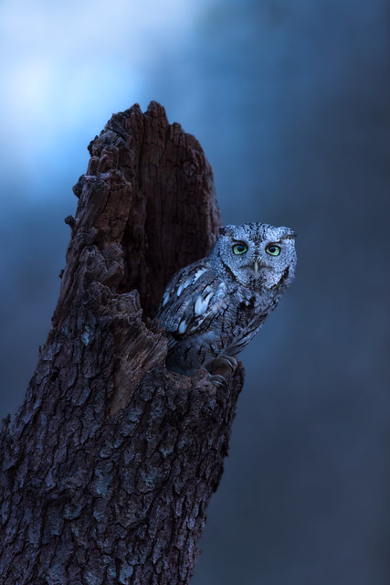 An Eastern Screech Owl (Gray Morph) 30 minutes after sunset.