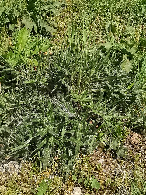 Gewöhnliche Kratzdistel (Cirsium vulgare) (2)