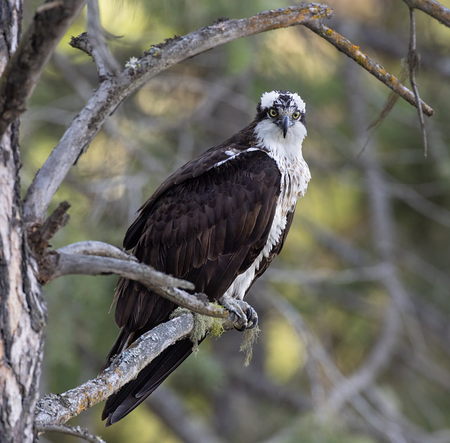 Osprey Perched a Few Minutes After Eating a Fish, Allowing Its Meal to Digest Before Performing Vigorous Physical Activity