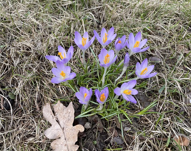 First spring flowers