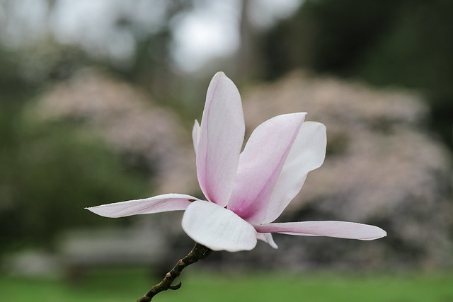 Campbell's magnolia