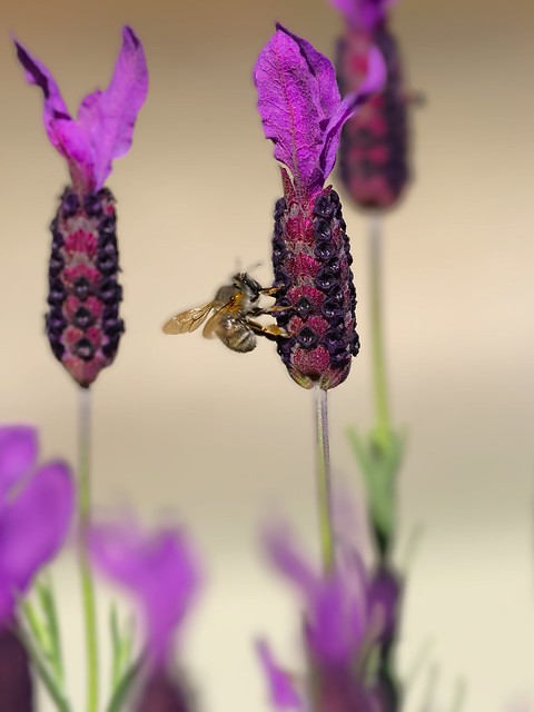 Bourdon - Bumbus - Bumblebee