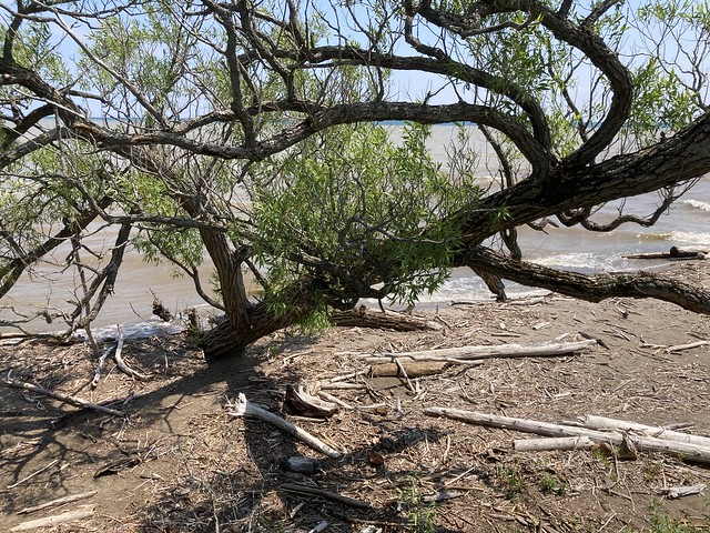 “Sandy beach with a always surviving tree hanging on to life and lots of driftwood scattered on the sandy strip of land to the side of the bridge across Duffins creek marsh into Lake Ontario in Squires beach , Martins photographs , Ajax , June 13. 2023”